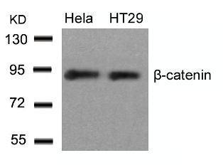 beta Catenin (Ab 33) Antibody