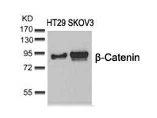 beta Catenin (Ab 37) Antibody
