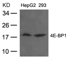 4E BP1 (Ab 36) Antibody
