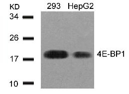 4E BP1 (Ab 45) Antibody