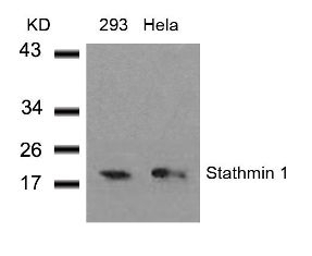 Stathmin 1 (Ab 38) Antibody