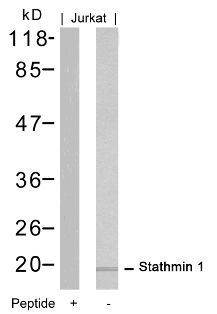Stathmin 1 (Ab 16) Antibody