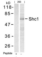 Shc1 (Ab 427) Antibody