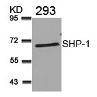 SHP 1 (Ab 536) Antibody