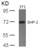 SHP 2 (Ab 542) Antibody