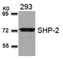 SHP 2 (Ab 580) Antibody