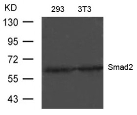 Smad2 (Ab 220) Antibody