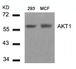 AKT1 (Ab 450) Antibody