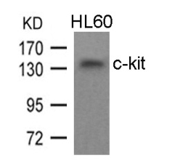 c kit (Ab 936) Antibody