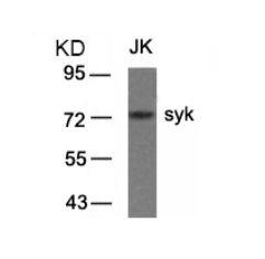 syk (Ab 323) Antibody