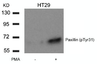Paxillin (phospho Tyr31) Antibody