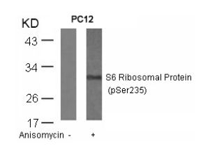 S6 Ribosomal Protein (phospho Ser235) Antibody
