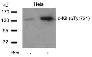 c Kit (phospho Tyr721) Antibody