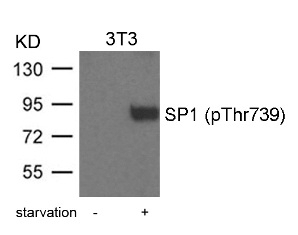 SP1 (phospho Thr739) Antibody