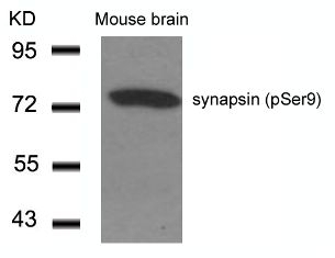synapsin (phospho Ser9) Antibody