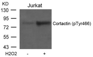 Cortactin (phospho Tyr466) Antibody