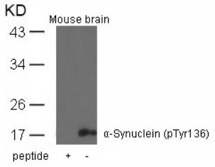 a Synuclein (phospho Tyr136) Antibody