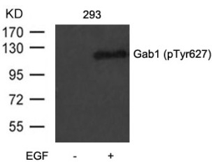 Gab1 (phospho Tyr627) Antibody