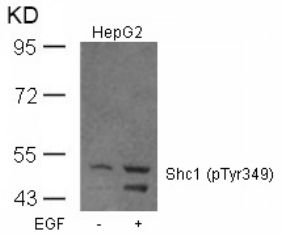 Shc1 (phospho Tyr349) Antibody
