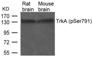 TrkA (phospho Ser791) Antibody