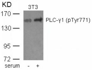 PLC gamma1 (phospho Tyr771) Antibody
