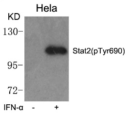 Stat2 (phospho Tyr690) Antibody