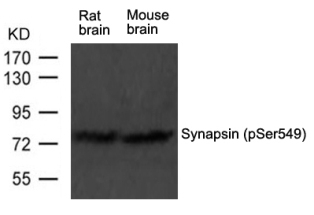 Synapsin (phospho Ser549) Antibody