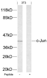 c Jun (Ab 63) Antibody