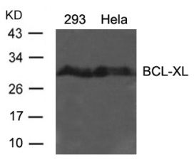 BCL XL (Ab 62) Antibody