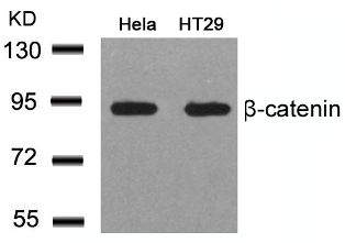 beta Catenin (Ab 41 / 45) Antibody