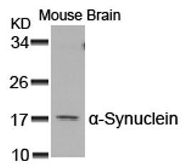 a Synuclein (Ab 129) Antibody