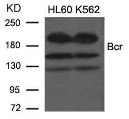 Bcr (Ab 177) Antibody