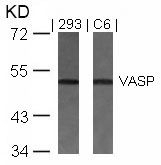 VASP (Ab 157) Antibody