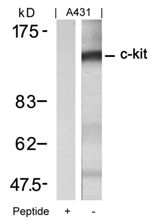 c Kit (Ab 721) Antibody
