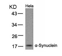 a Synuclein (Ab 133) Antibody
