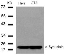 a Synuclein (Ab 136) Antibody