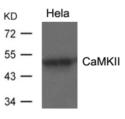 CaMKII (Ab 286) Antibody