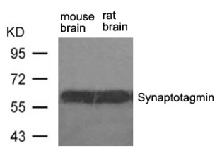 Synaptotagmin (Ab 309) Antibody