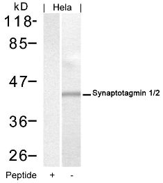 Synaptotagmin 1 / 2 (Ab 202 / 199) Antibody