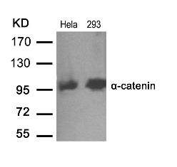 a catenin (Ab 641) Antibody