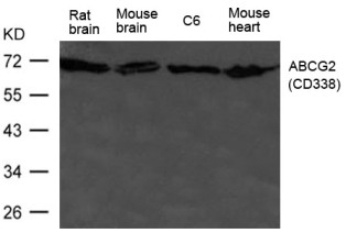 ABCG2 (CD338) Antibody