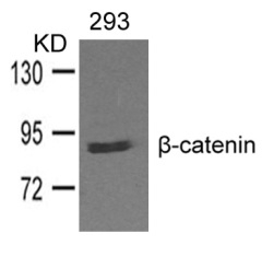 beta catenin Antibody