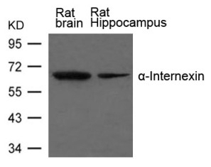 a Internexin Antibody