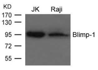 Blimp 1 Antibody