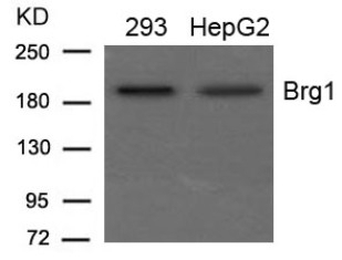 Brg1 Antibody
