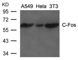 C Fos Antibody