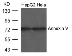 Annexin VI Antibody