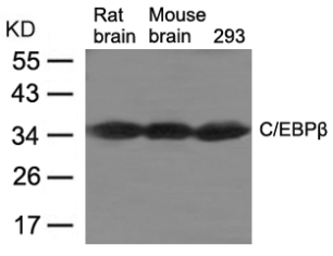 C / EBPbeta Antibody