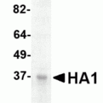 SDS-PAGE analysis of Avian Influenza (H5) Hemagglutinin subunit HA1 on Coomassie Blue-stained 4-20% gradient gel.