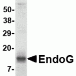 SDS-PAGE analysis of recombinant EndoG fragment on Coomassie Blue-stained 4-20% gradient gel.